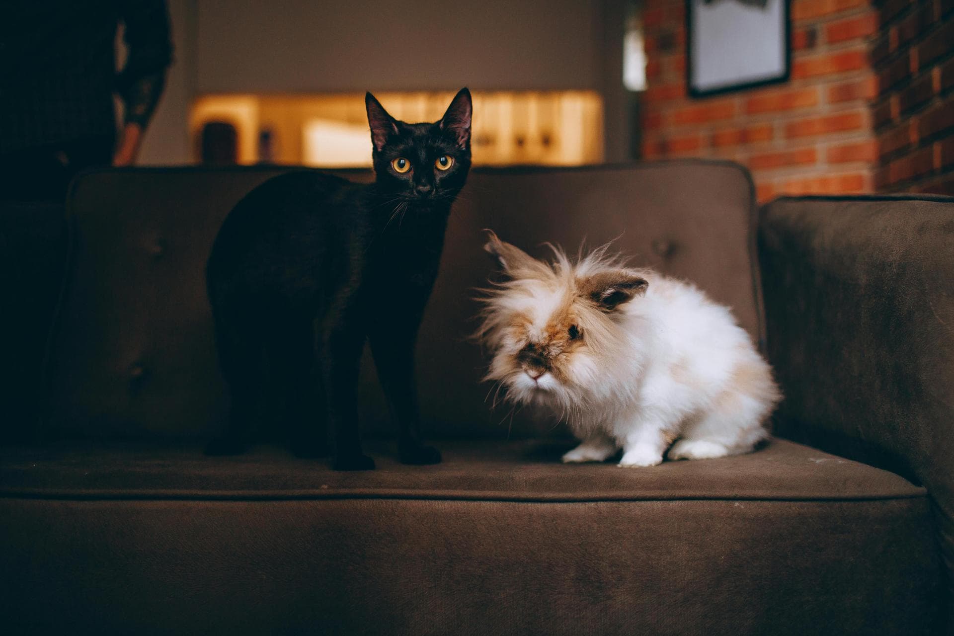 Dog & Cat Vets in Summerville